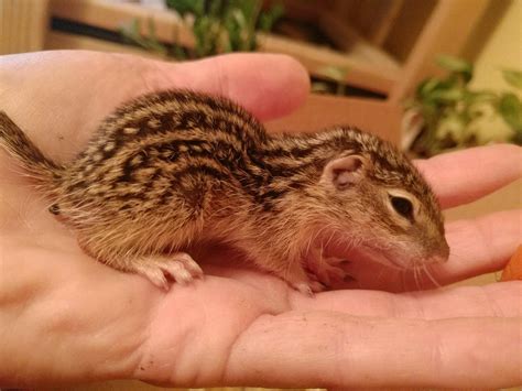 Baby Thirteen Lined Ground Squirrel that I am caring for as a wildlife rehabber : r/aww