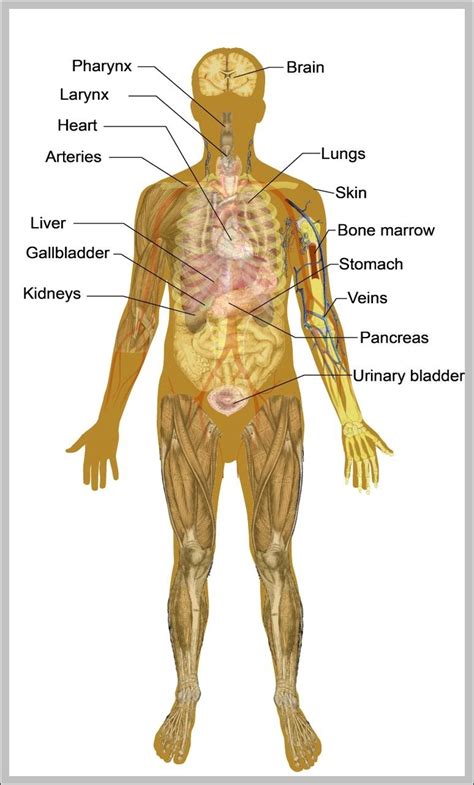 anatomy of the male body 744×1293 | Anatomy System - Human Body Anatomy diagram and chart images