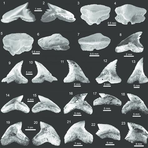 Carcharocles megalodon fossil teeth. A, MNHN SGO.58, lower lateral... | Download Scientific Diagram