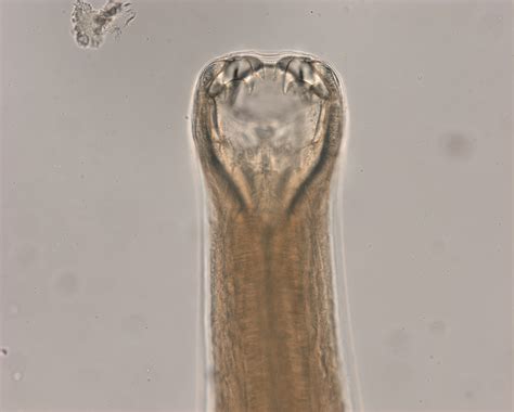 Ancylostoma Braziliense Morphology