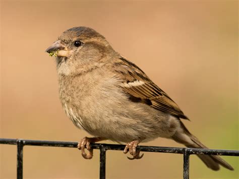 House Sparrow - eBird