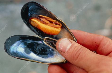 Hand holding an opened blue mussel, Mytilus edulis - Stock Image - Z500/0024 - Science Photo Library