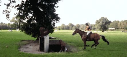 Horse Jumping GIFs - Find & Share on GIPHY