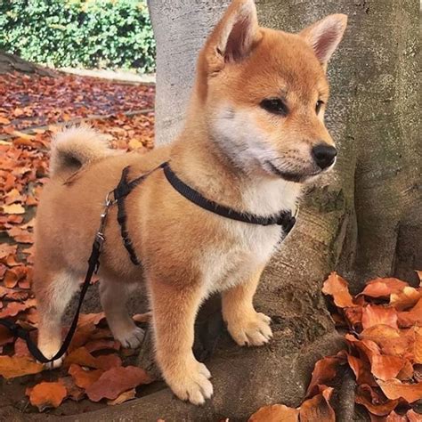 Shiba Inu | Dog Breed Information