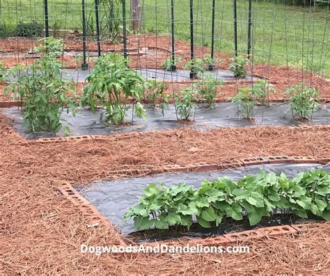 Gardening Archives – Page 13 of 13 – Dogwoods & Dandelions