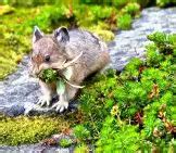 Pika - Description, Habitat, Image, Diet, and Interesting Facts