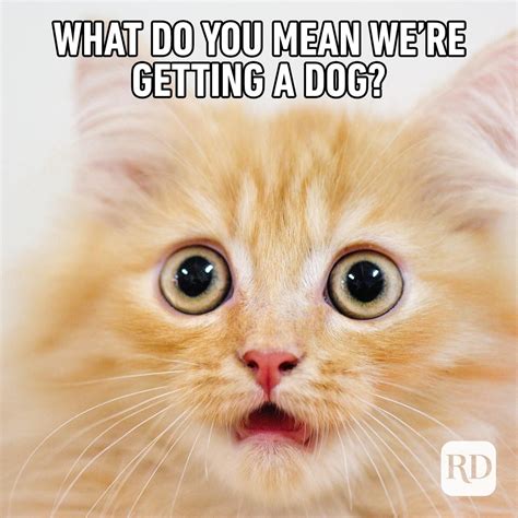 45 Funny Animal Memes | Reader's Digest