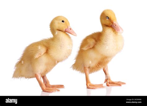 Two yellow ducklings isolated Stock Photo - Alamy