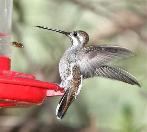 Hummingbirds of North America - 20 Species with pictures - Bird Advisors