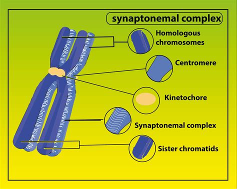 What develops between the homologous chromosomes during zygotene.(a ...