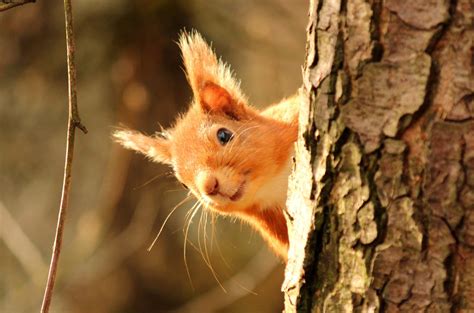 Great Scottish Squirrel Survey | Scottish Wildlife Trust