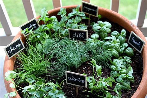 Herb garden ideas- Nine ways to create a happy herb garden