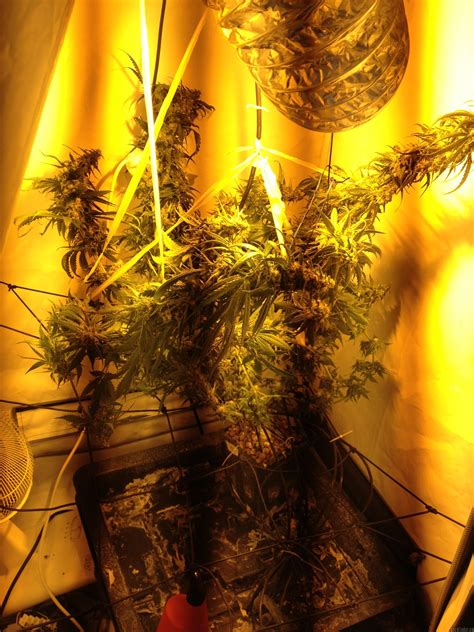 Early Skunk (von Sensi Seeds) :: SeedFinder :: Sorten Info