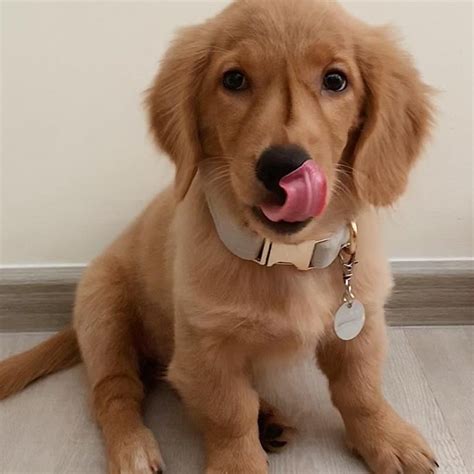 63+ Full Grown Golden Retriever Dachshund - l2sanpiero