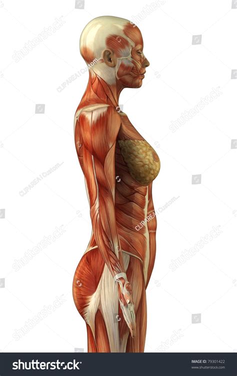 Body Without Skin Lateral View Stock Illustration 79301422 | Shutterstock