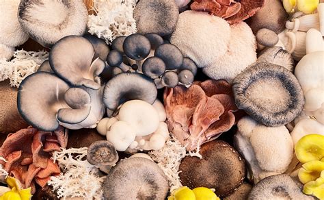 Agaricus Blazei vs. Other Mushrooms: What Makes It Unique? – Superfood Science