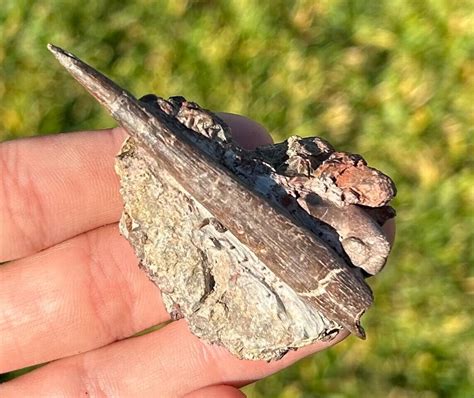 Orthacanthus Permian Fossil Shark Spine and Tooth in Matrix Waurika Oklahoma | #4674504010