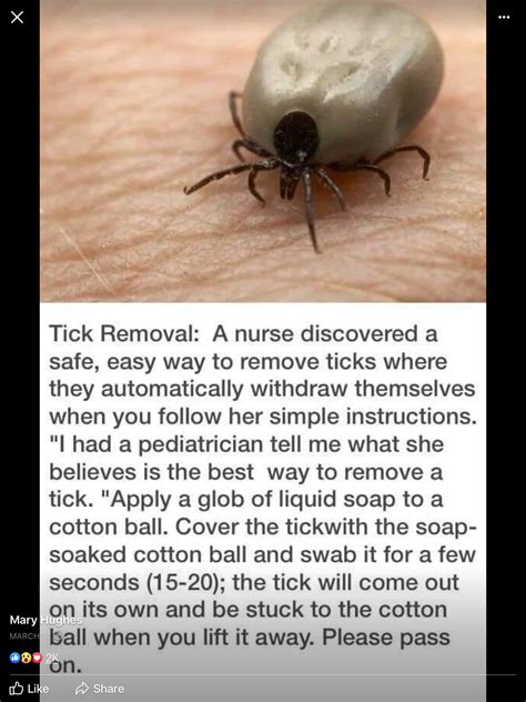 Tick Removal Safe and Easy | Tick removal, How to remove, How to apply