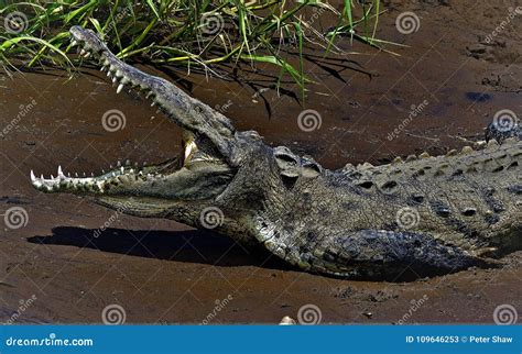 Crocodlie Portrait: Showing a Full Set of Lethal Pearly White Teeth ...