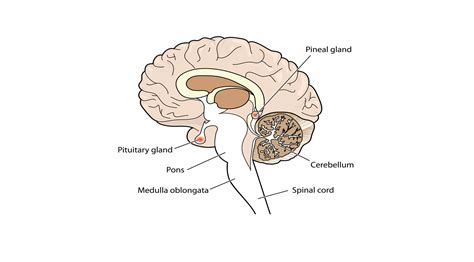 What is Pineal Gland? - Earth.com