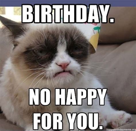 🐱 31 Funniest Cat Birthday Meme | Gif de humor, Chistoso, Funny
