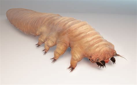 Demodex Eyelash Mites