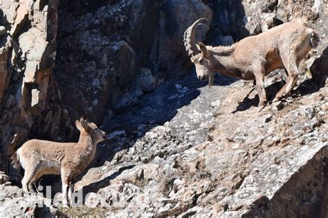 Wildlife in the Darwaz Mountains of Tajikistan – Ralfs' Wildlife and Wild Places