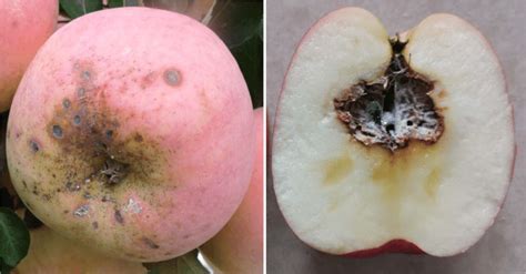 Symptoms of apple fruit spot (left) and moldy core (right). | Download Scientific Diagram