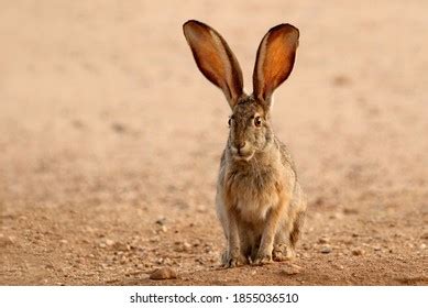 Jackrabbit Photos and Images