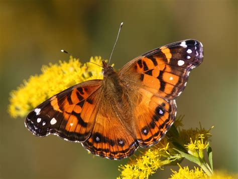 American Painted Lady (Vanessa virginiensis) | Beautiful butterfly photography, Beautiful ...