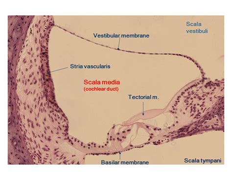 Basilar Membrane Histology