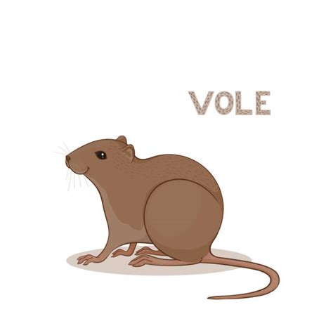 Common Vole Illustrations, Royalty-Free Vector Graphics & Clip Art - iStock