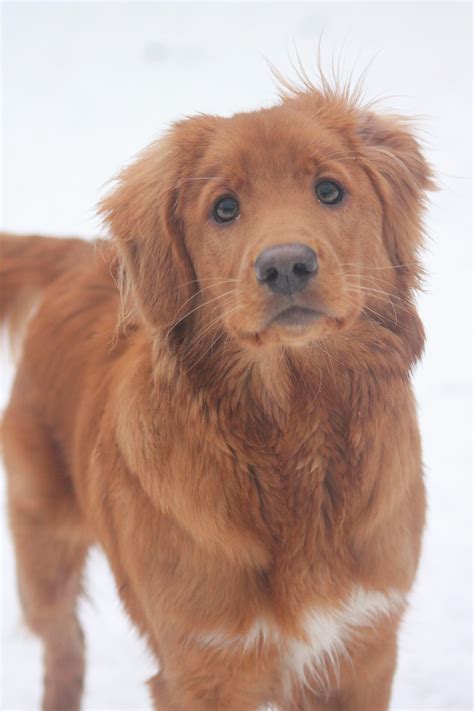 Free Images : snow, winter, puppy, cute, golden retriever, vertebrate ...