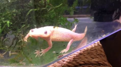 Leucistic Spanish Ribbed Newts! New pet & Care Guide & breeding tips - YouTube