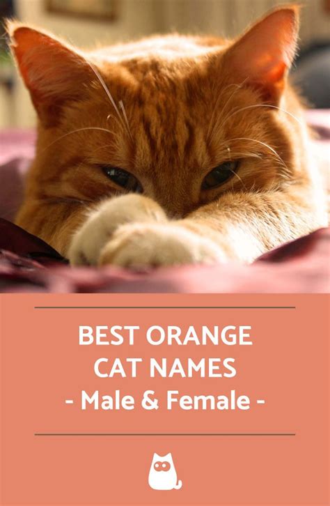 Orange Cats Female Names