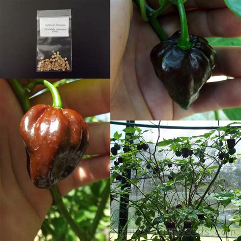 Chilli Chocolate Habanero Capsicum Chinense Seeds | Fair Dinkum Seeds