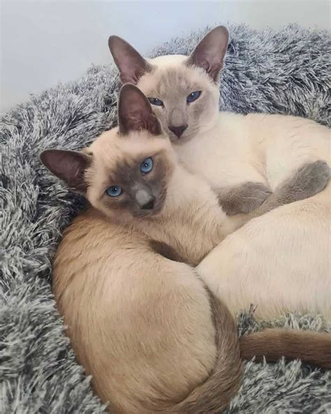 Lilac Point Siamese Cat: Info, Facts, Traits, Pictures & FAQs