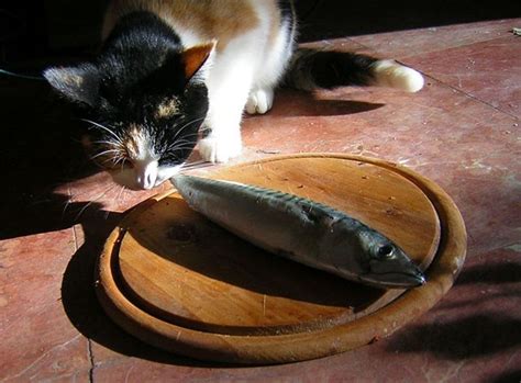 Cat Eating Tuna Fish