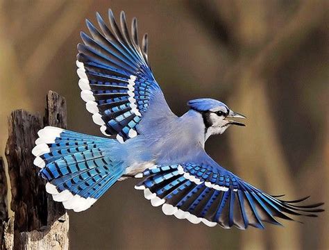 BLUE JAY in flight (Cyanocitta cristata) ©Jim Ridley The Blue Jay is a ...