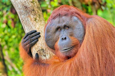 Orangután De Borneo » Características, Alimentación, Hábitat, Reproducción, Depredadores