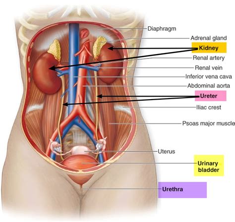 Ureter Anatomy & Function - Ectopic Ureter, Ureter Pain & Ureter Cancer