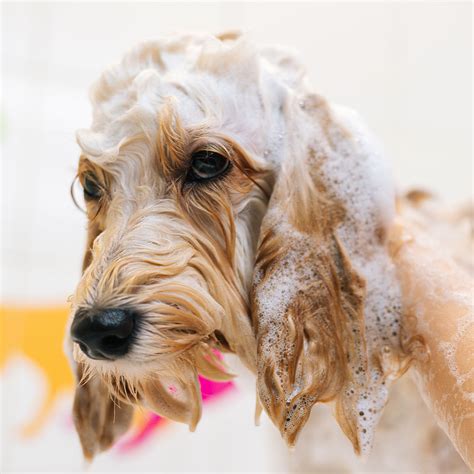 The Best Dog Shampoo for Itchy Skin | christies pet grooming