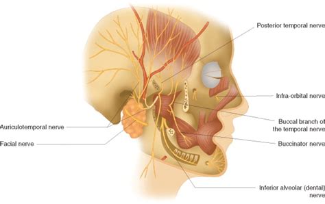 auriculotemporal nerve – Liberal Dictionary