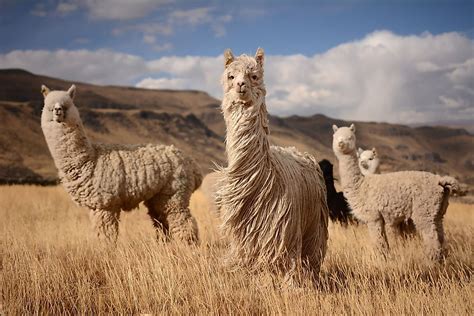 What Animals Live In The Andes Mountains? - WorldAtlas