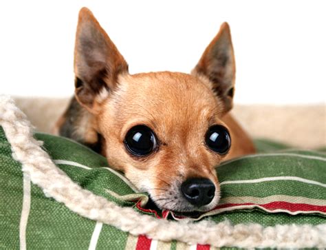 12 Facts About Deer Head Chihuahuas - I Love My Chi