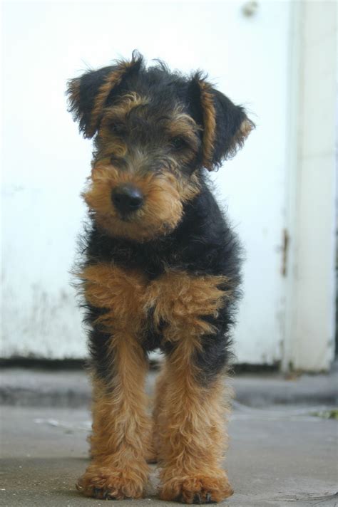 Champdogs Airedale Terrier Puppies