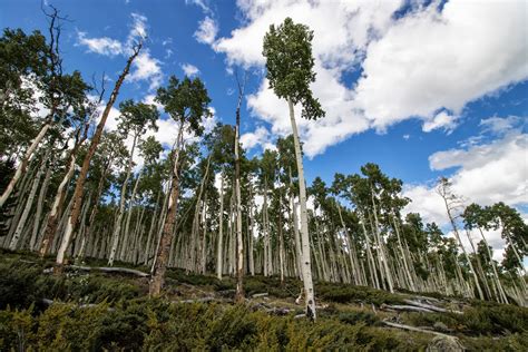 Pando, the Most Massive Organism on Earth, Is Shrinking - The New York ...