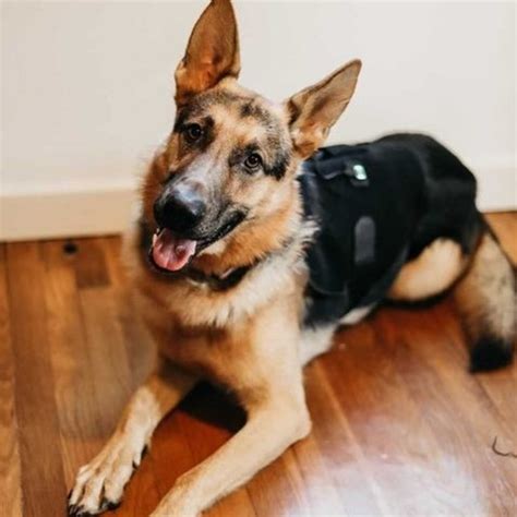 German Shepherd Hip Dysplasia Signs and Treatments | petietec