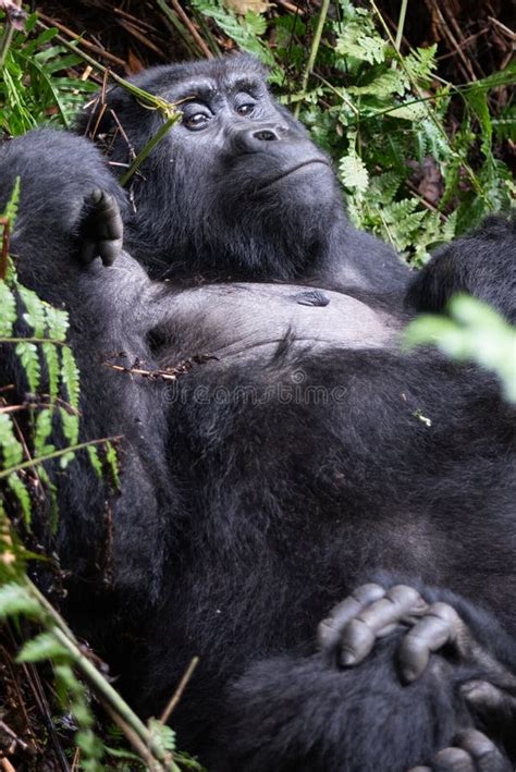 The Mountain Gorilla Gorilla Beringei Beringei Stock Image - Image of book, forest: 176715011