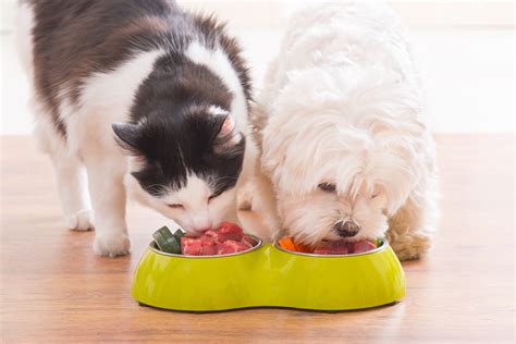 The problem with fat cats and dogs | Murphy Monitor